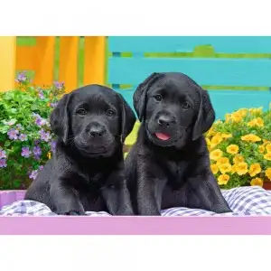 PUZZLE CATELUSI, 300 PIESE